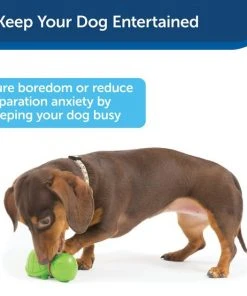 Busy Buddy Turtle Treat Dispenser Tough Dog Chew Toy -PetSafe Store 105220 PT3. SY630 V1602306367