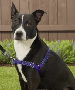 PetSafe Bling Easy Walk Nylon No Pull Dog Harness -PetSafe Store 121416 PT4. SY630 V1569532662