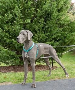 PetSafe Two Point Control Nylon Reflective Dog Leash 7 PetSafe Two Point Control Nylon Reflective Dog Leash -PetSafe Store 159054 PT3. SY630 V1549463823