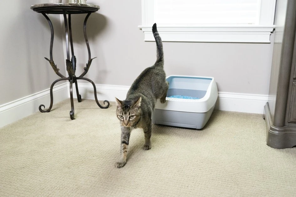 PetSafe Deluxe Crystal Cat Litter Box System 4 PetSafe Deluxe Crystal Cat Litter Box System - Image 4