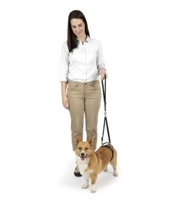 PetSafe CareLift Rear Handicapped Support Dog Harness -PetSafe Store 166217 PT5. SY630 V1601029865