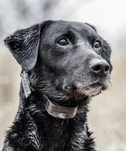 SportDOG YardTrainer Training Dog Collar -PetSafe Store 242191 PT3. SY630 V1593697684