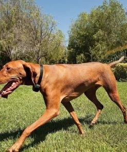 PetSafe Stay & Play Compact Wireless Dog & Cat Fence 14 PetSafe Stay & Play Compact Wireless Dog & Cat Fence -PetSafe Store 66989 PT6. SY630 V1481235124