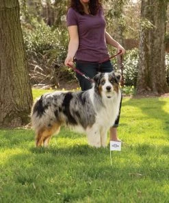 PetSafe Boundary Flags, 50 count -PetSafe Store 67074 PT2. SY630 V1626451287