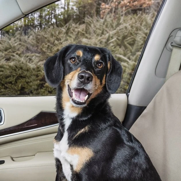 PetSafe Happy Ride Pet Travel Organizer Kit 2 PetSafe Happy Ride Pet Travel Organizer Kit - Image 2