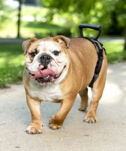 PetSafe CareLift Rear Handicapped Support Dog Harness 10 PetSafe CareLift Rear Handicapped Support Dog Harness -PetSafe Store 68834 PT4. SY630 V1601007958