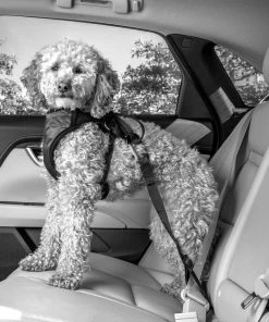 PetSafe Happy Ride Dog Seat Belt Tether -PetSafe Store 79321 PT5. SY630 V1582066675