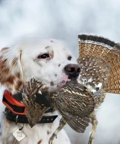 SportDOG UplandHunter 1875 Training Dog Collar -PetSafe Store 79582 PT4. SY630 V1626451908