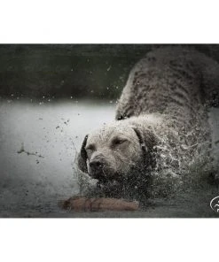 SportDOG Regular Plastic Dog Training Dummy -PetSafe Store 79894 PT2. SY630 V1649201510